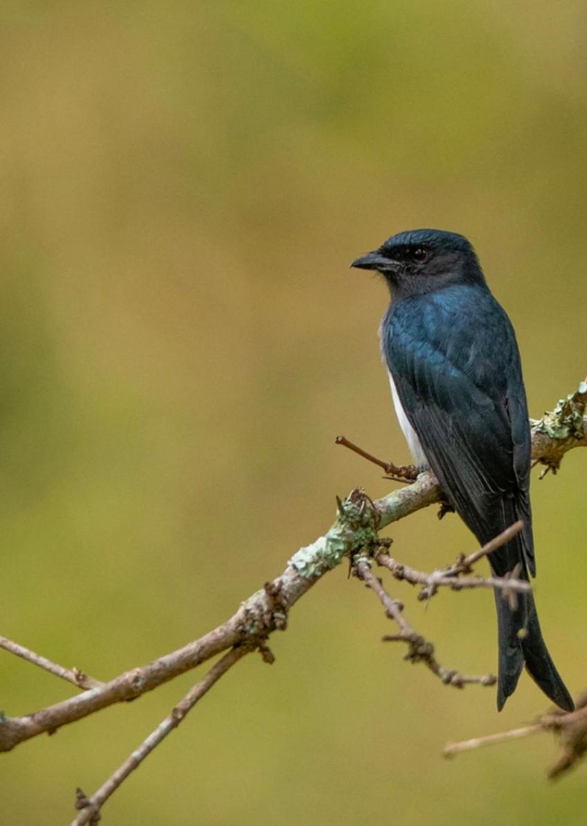 Angels Nest Home Stay 2 Acra Private Plantation Mountain Area Balconey Sunrice View Nearby Ngarhole Wild Life , Tholpetty Wild Life , Pakshipathalam Bird Santuary , Kuruva Island # Thirunelly & Thrissilery Temple Near By Secure Stay Wayanad Kerala Chegat Екстер'єр фото