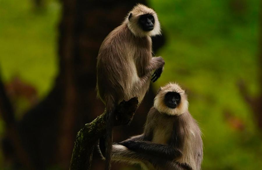 Angels Nest Home Stay 2 Acra Private Plantation Mountain Area Balconey Sunrice View Nearby Ngarhole Wild Life , Tholpetty Wild Life , Pakshipathalam Bird Santuary , Kuruva Island # Thirunelly & Thrissilery Temple Near By Secure Stay Wayanad Kerala Chegat Екстер'єр фото